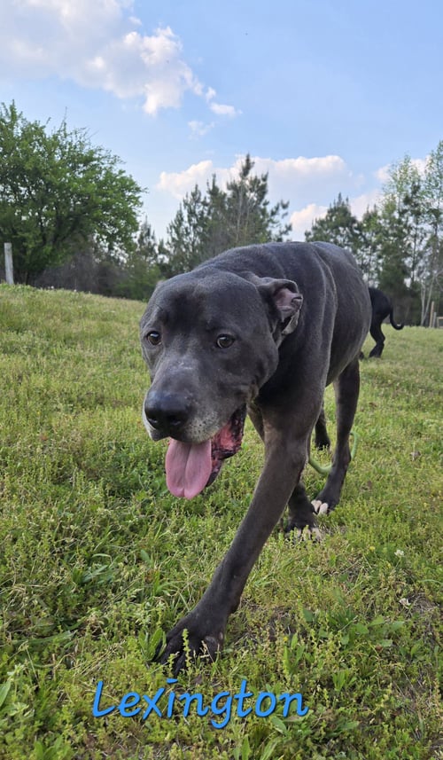 LEXINGTON - Great Dane / Labrador Retriever available for adoption