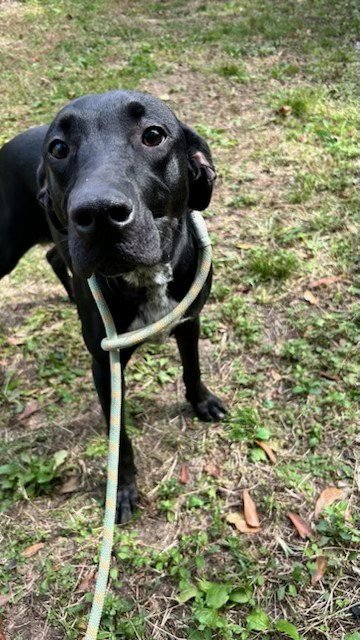 DECEMBER - Labrador Retriever / Pointer available for adoption