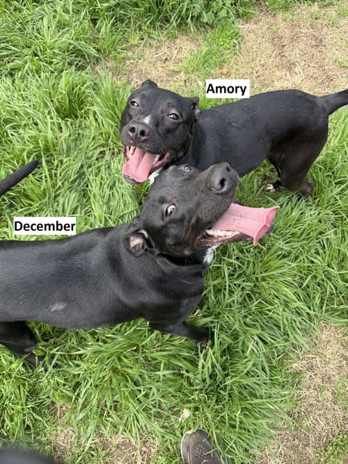 DECEMBER - Labrador Retriever / Pointer available for adoption