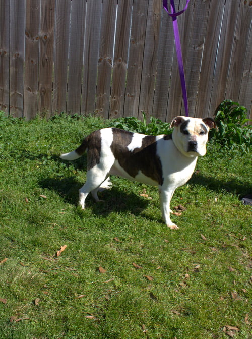 ROSEMARY - Unknown available for adoption