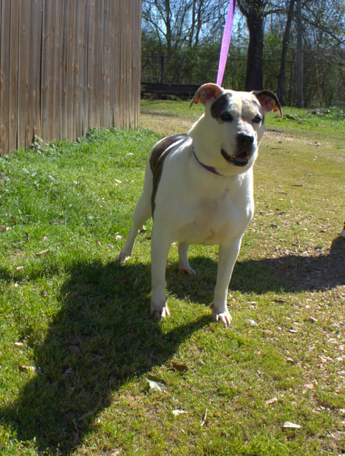 ROSEMARY - Unknown available for adoption