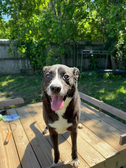 IOLA - Border Collie available for adoption