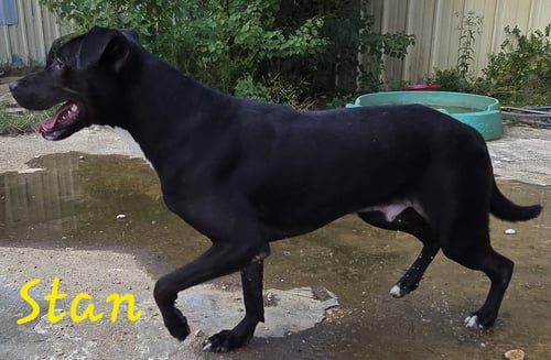 STAN MARSH - Unknown available for adoption