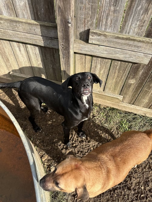 SOPHIE - Labrador Retriever / Great Dane available for adoption