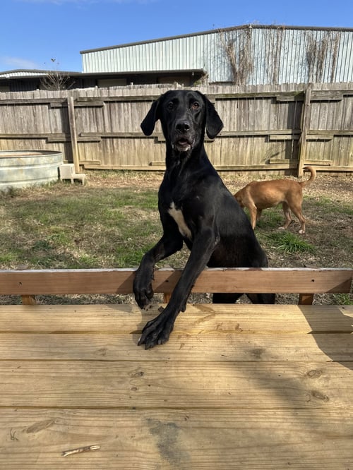SOPHIE - Labrador Retriever / Great Dane available for adoption