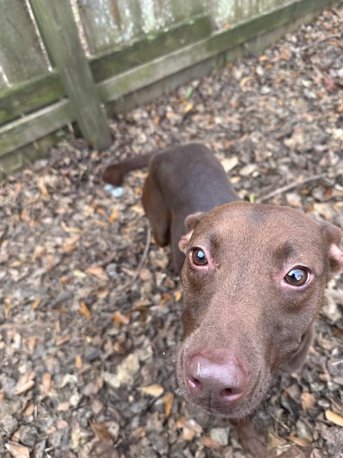 GLADYS - Chocolate Labrador Retriever available for adoption