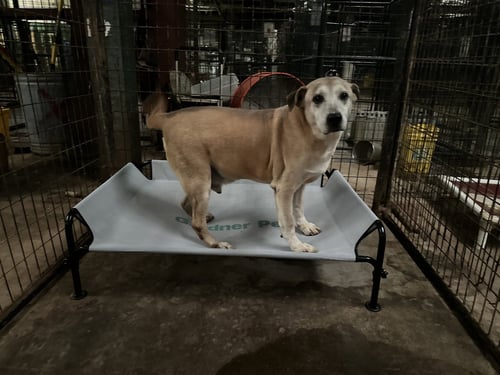 NATE - Labrador Retriever available for adoption
