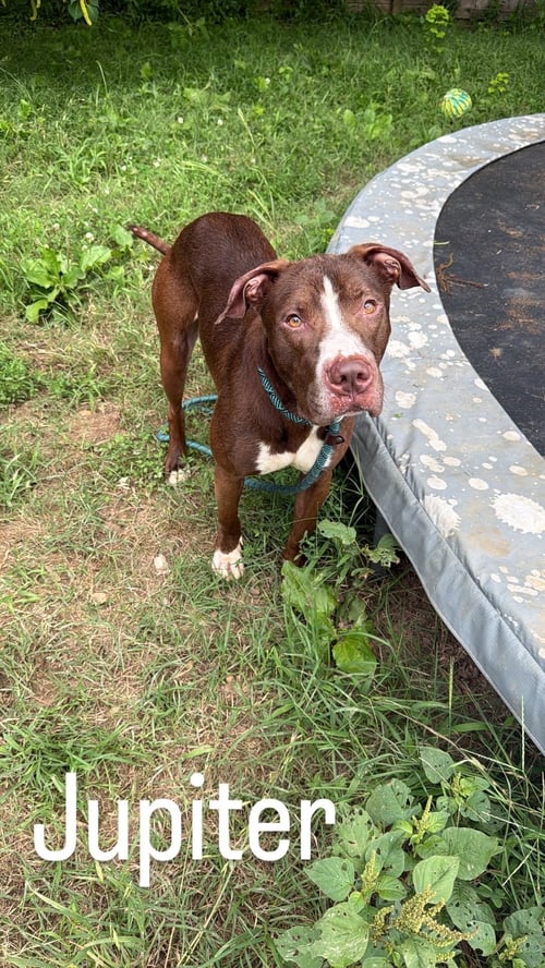 JUPITER - Labrador Retriever available for adoption