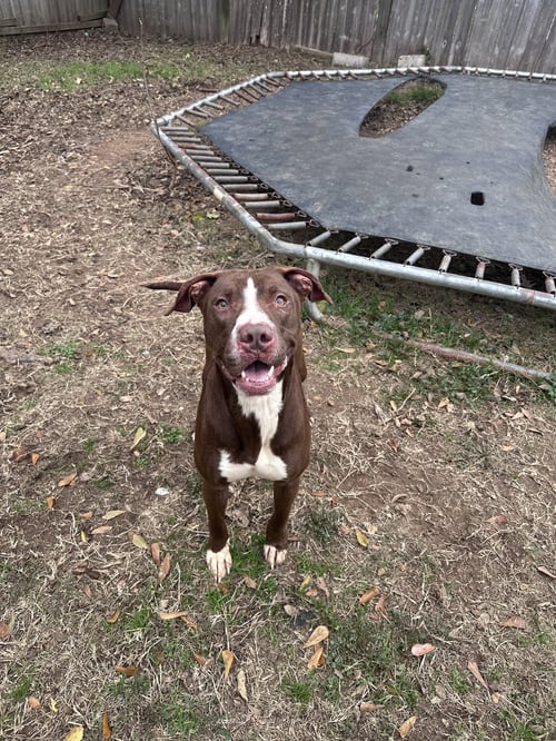JUPITER - Labrador Retriever available for adoption
