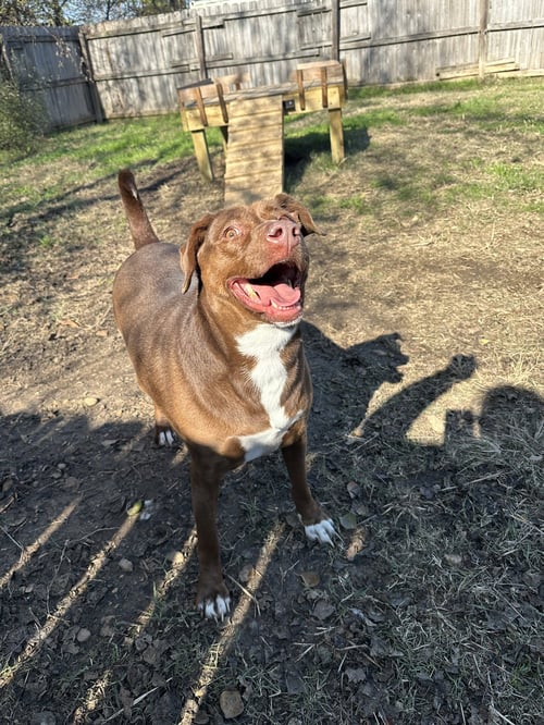MILLER - Chocolate Labrador Retriever available for adoption