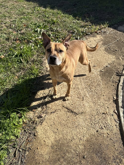 BILLY IDOL - Retriever available for adoption
