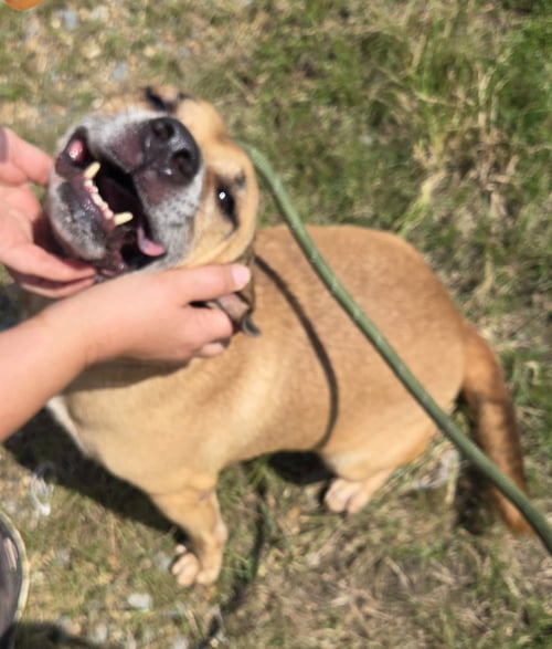 BILLY IDOL - Retriever available for adoption