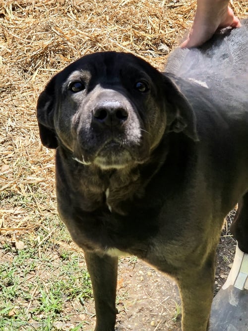 CHIZZO - Black Labrador Retriever / Shar Pei available for adoption
