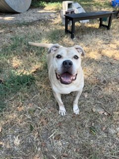 RHINO - American Staffordshire Terrier available for adoption