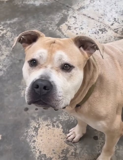 RHINO - American Staffordshire Terrier available for adoption