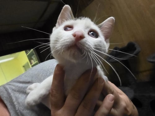 SCOTTY - Domestic Short Hair available for adoption