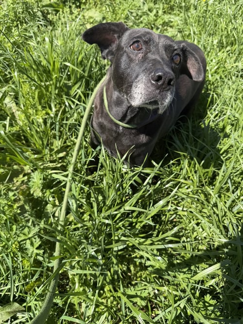DAFFY - Labrador Retriever available for adoption