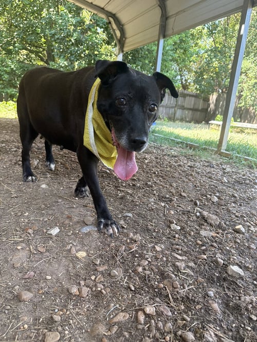 DAFFY - Labrador Retriever available for adoption