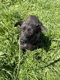 Daffy - Photo 3