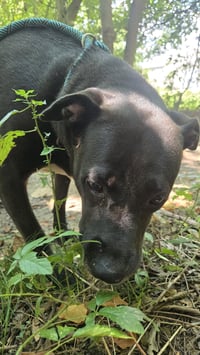 Mama Rosa - Photo 4