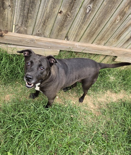 MAMA ROSA - Black Labrador Retriever available for adoption