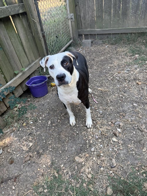 EARL - American Staffordshire Terrier available for adoption