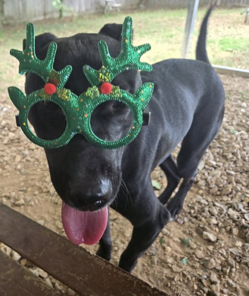 ERIC CARTMEN - Unknown available for adoption