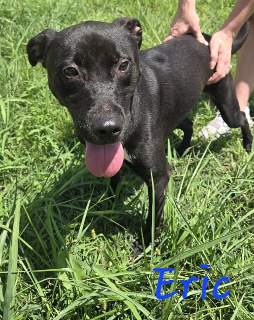 ERIC CARTMEN - Unknown available for adoption