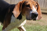 Rocko - Photo 5