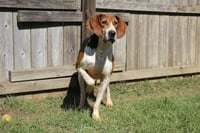 Rocko - Photo 6