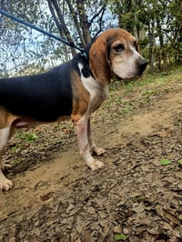 Rocko - Photo 1