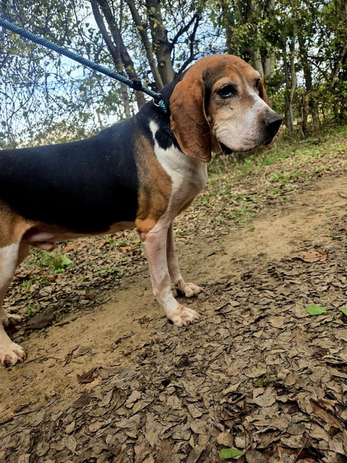 ROCKO - Hound available for adoption