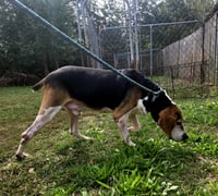 Rocko - Photo 2