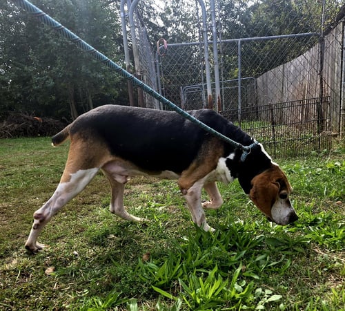 ROCKO - Hound available for adoption