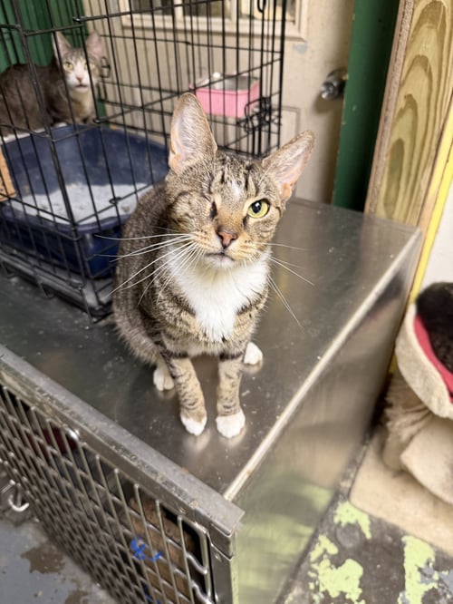 JIM BOB - Domestic Short Hair available for adoption