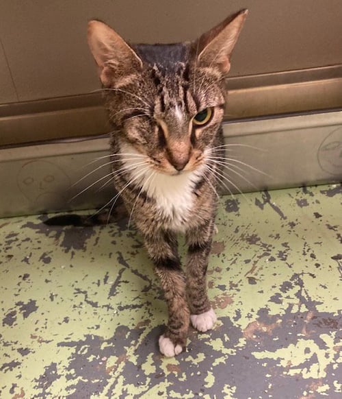 JIM BOB - Domestic Short Hair available for adoption