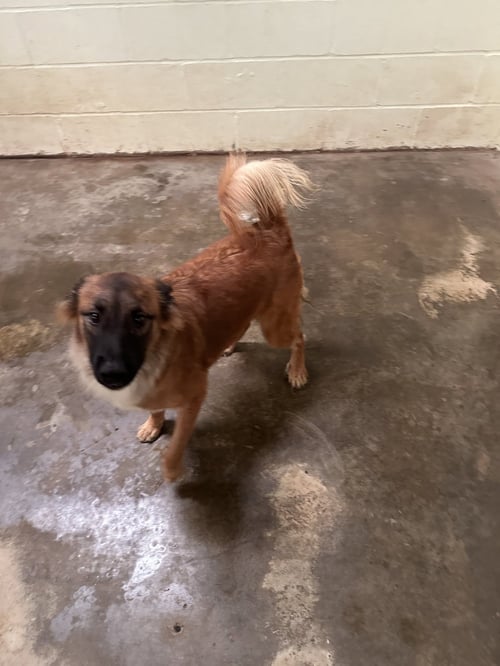 CURLY JOE - Collie available for adoption