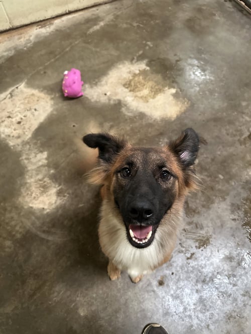 CURLY JOE - Collie available for adoption