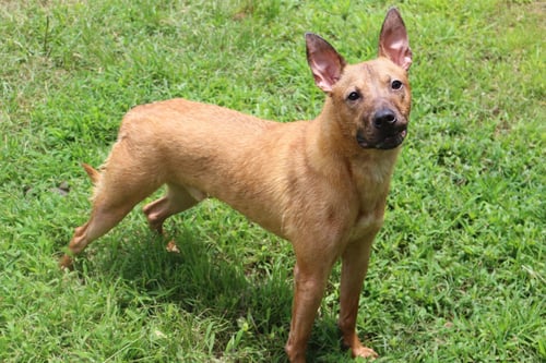 ED ROBINSON - Hound available for adoption