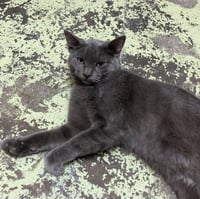 Duke - Photo 2