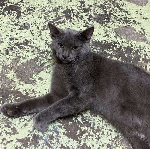 DUKE - Domestic Short Hair available for adoption
