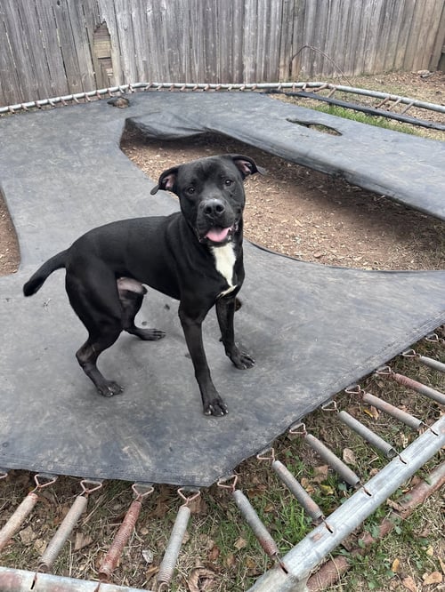 MIDNIGHT - Black Labrador Retriever available for adoption
