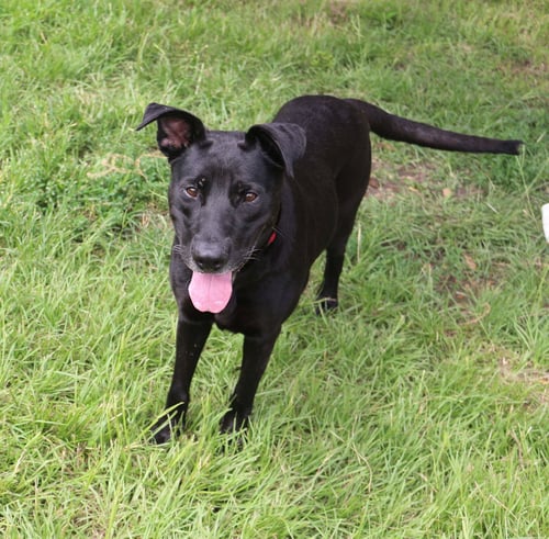 CHICKORY - Black Labrador Retriever available for adoption