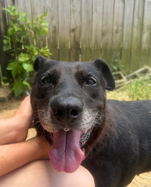 CHICKORY - Black Labrador Retriever available for adoption