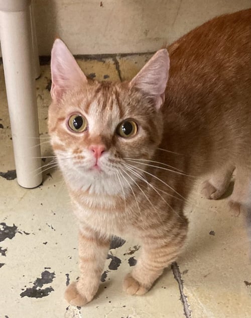 AXLE - Domestic Short Hair available for adoption