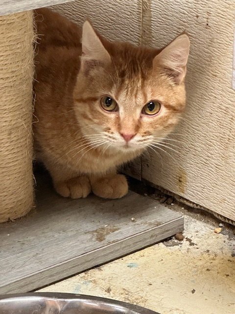 AXLE - Domestic Short Hair available for adoption