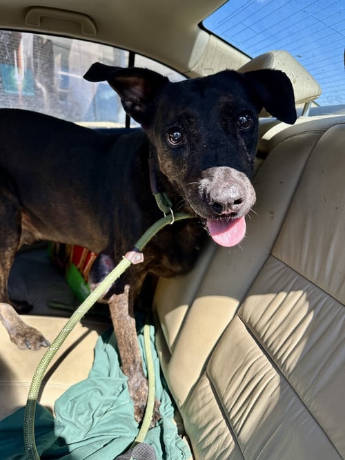 ASHTON - Labrador Retriever available for adoption