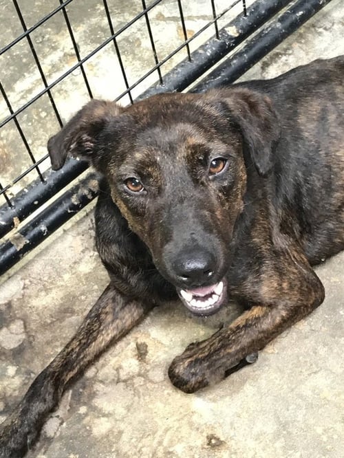 ASHTON - Labrador Retriever available for adoption