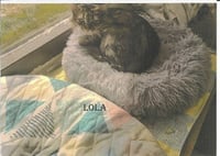 Lola - Photo 1