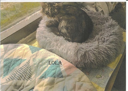 LOLA - Domestic Short Hair available for adoption